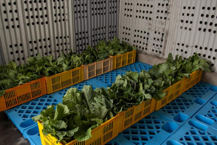 Innovative Cold Storage Technologies for Horticultural Farmers